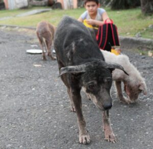 Dad finds out son has been secretly helping strays dogs, he couldn’t be more proud and joins him!