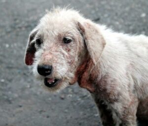 Dad finds out son has been secretly helping strays dogs, he couldn’t be more proud and joins him!