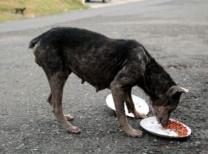 Dad finds out son has been secretly helping strays dogs, he couldn’t be more proud and joins him!