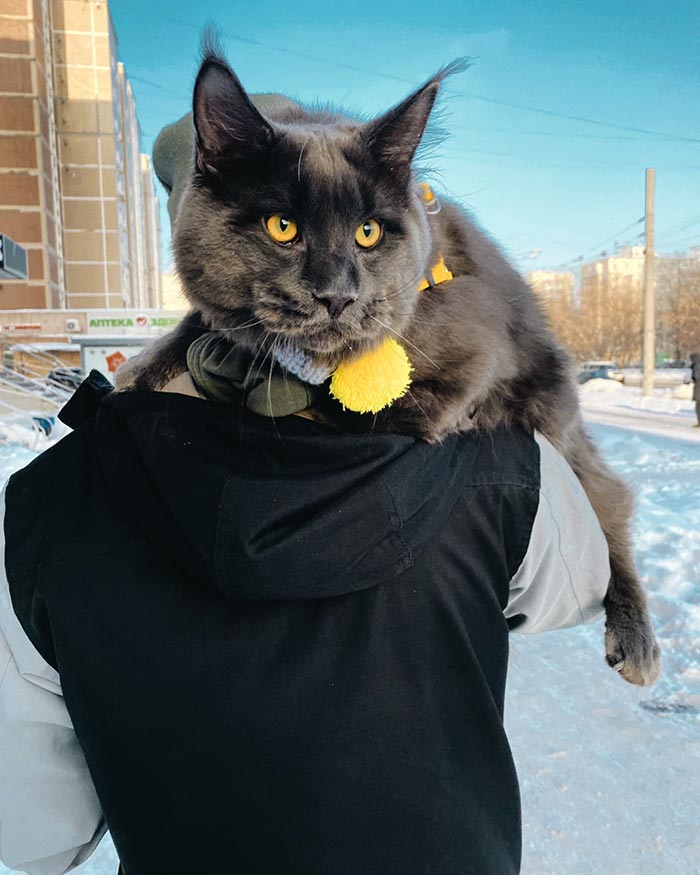 Say Hello to Vincent, the Playful Maine Coon Cat with the Appearance of a Black Panther and the Manners of a Canine - yeudon