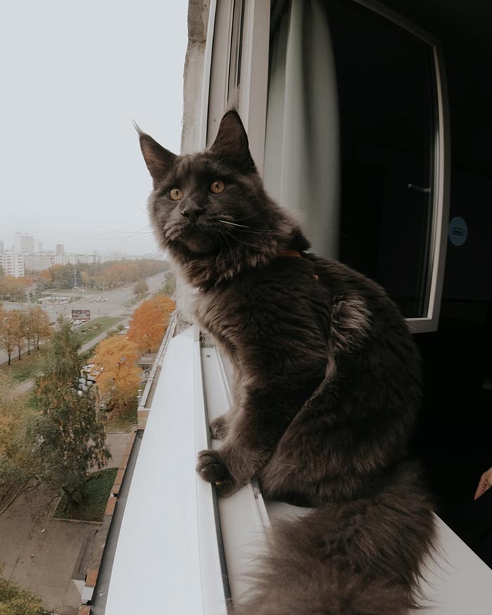 Say Hello to Vincent, the Playful Maine Coon Cat with the Appearance of a Black Panther and the Manners of a Canine - yeudon