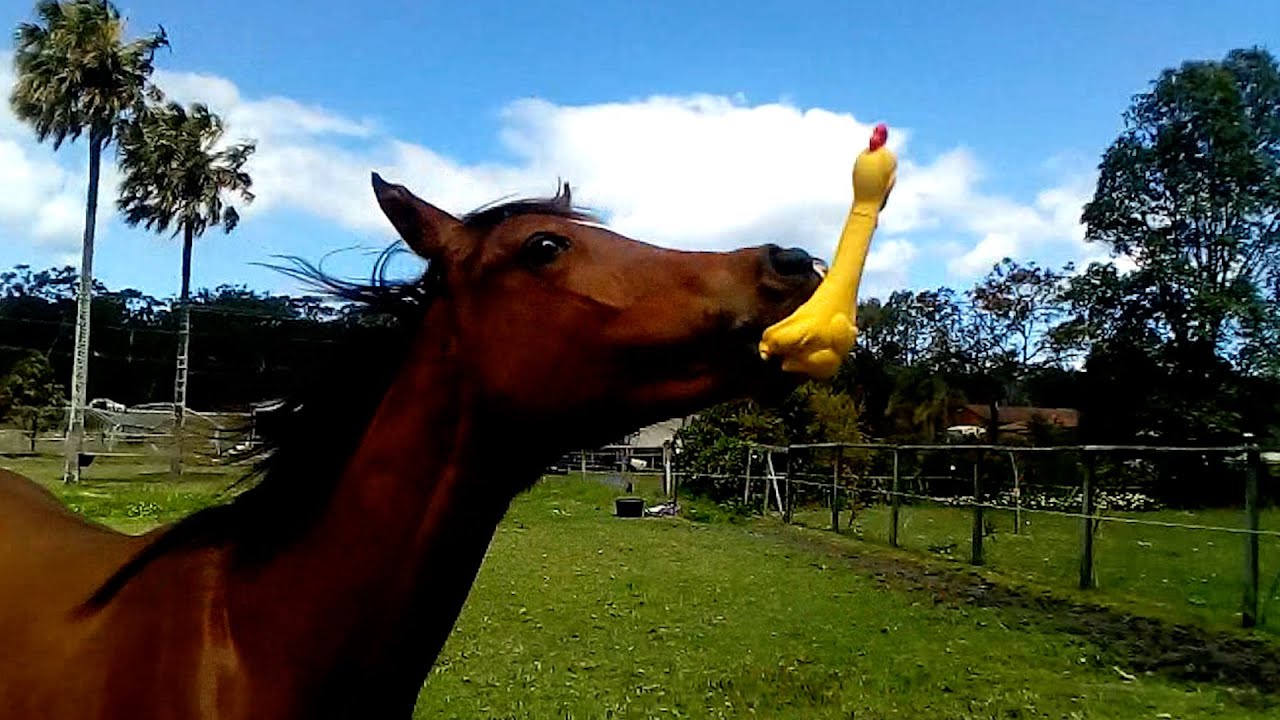 When Horses Have a Sense of Humor: The Funniest Equine Moments Caught on Camera