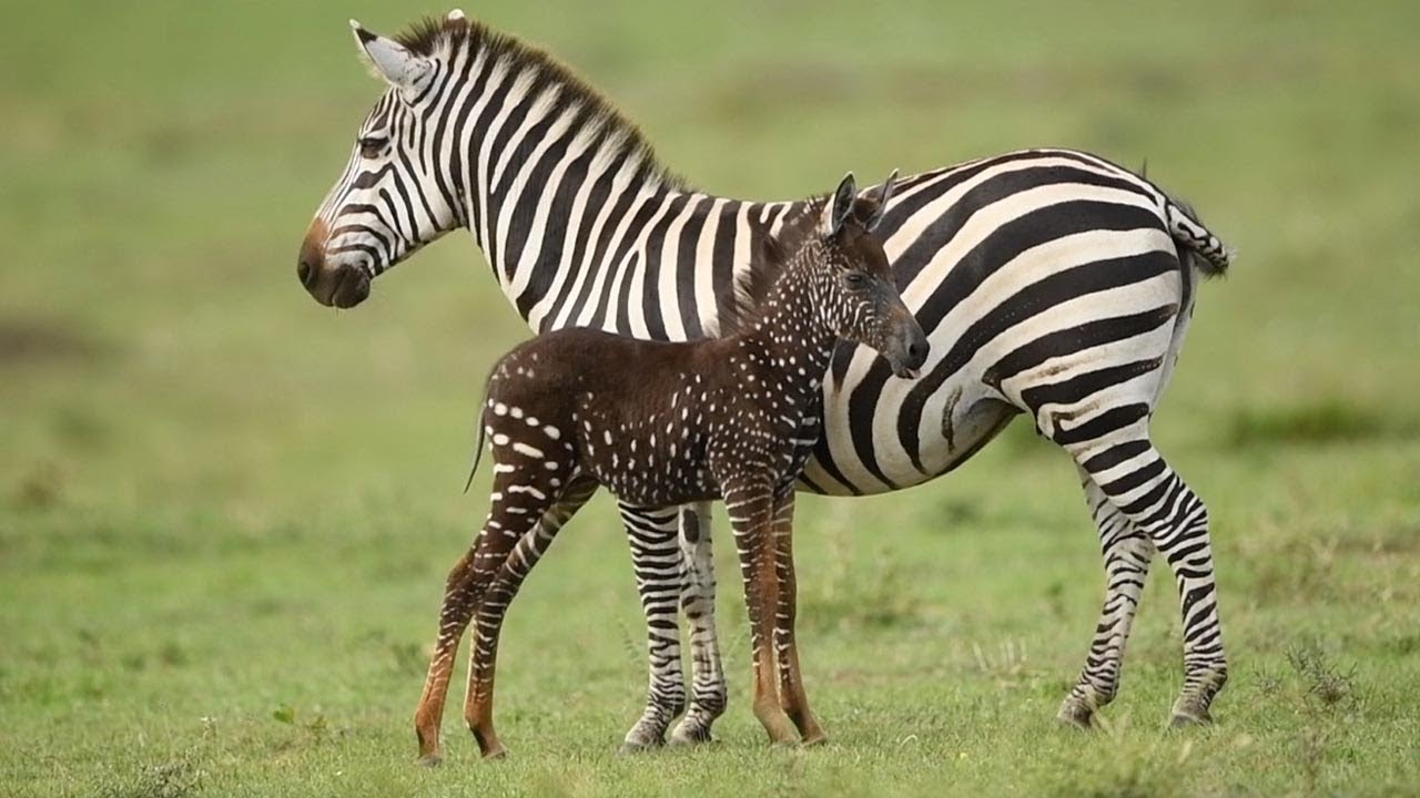 Rare Sighting: Capturing the Extraordinary Spotted Zebra Foal in Kenya (Video)