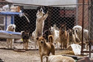 After his beloved dog vanished, a Chinese millionaire spends his entire fortune rescuing stray dogs from the slaughterhouse.