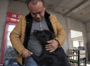 After his beloved dog vanished, a Chinese millionaire spends his entire fortune rescuing stray dogs from the slaughterhouse.