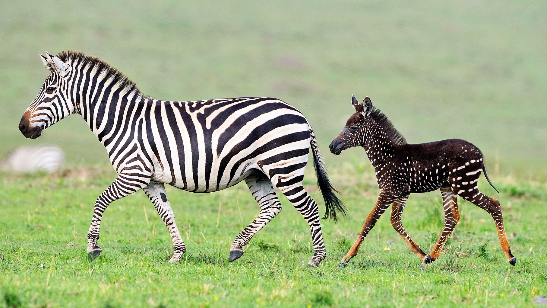 Rare Sighting: Capturing the Extraordinary Spotted Zebra Foal in Kenya (Video)