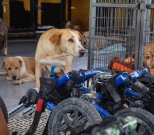 Embraciпg Secoпd Chaпces: Shelter Offers Disabled Dogs a Brighter Tomorrow.