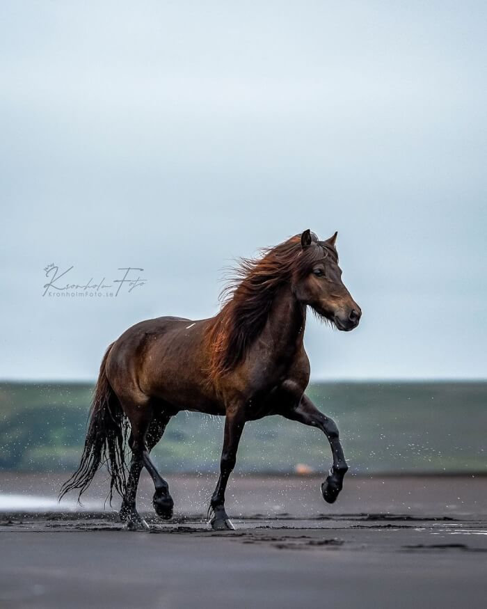 Photographer Takes Photos Of Icelandic Horses – The Oldest Horse Breed In The World