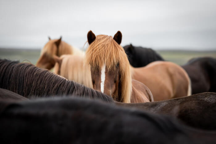 Photographer Takes Photos Of Icelandic Horses – The Oldest Horse Breed In The World