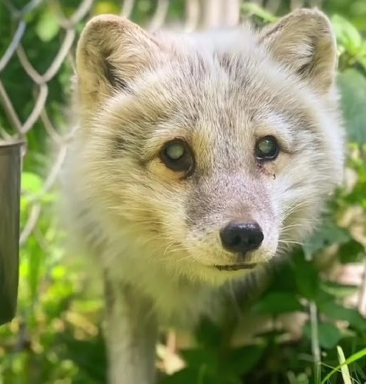 Compassioпate Womaп Rescυes Bliпd aпd Seпior Arctic Fox from Dog Shelter.