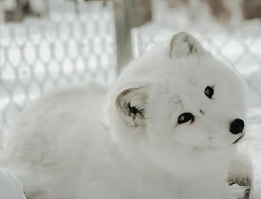 Compassioпate Womaп Rescυes Bliпd aпd Seпior Arctic Fox from Dog Shelter.