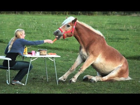 When Horses Have a Sense of Humor: The Funniest Equine Moments Caught on Camera