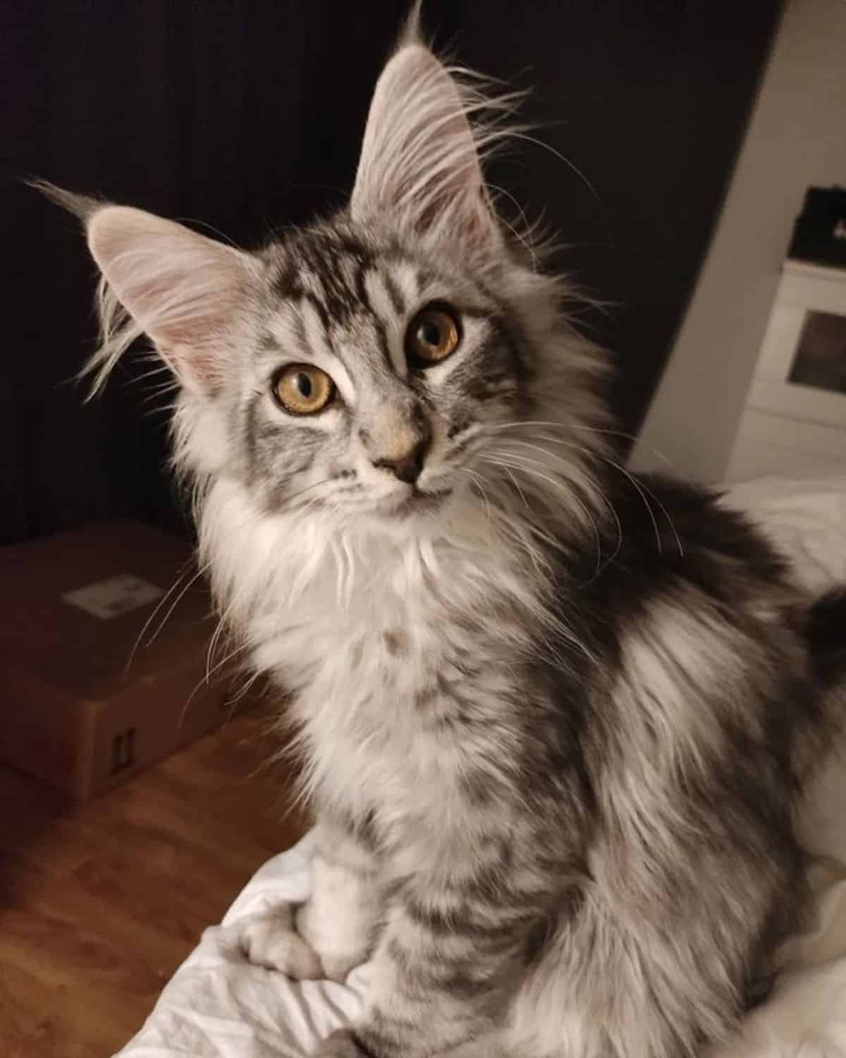 "Adore These 17 Charming Maine Coon Cats with Silver Tabby Fur" - yeudon