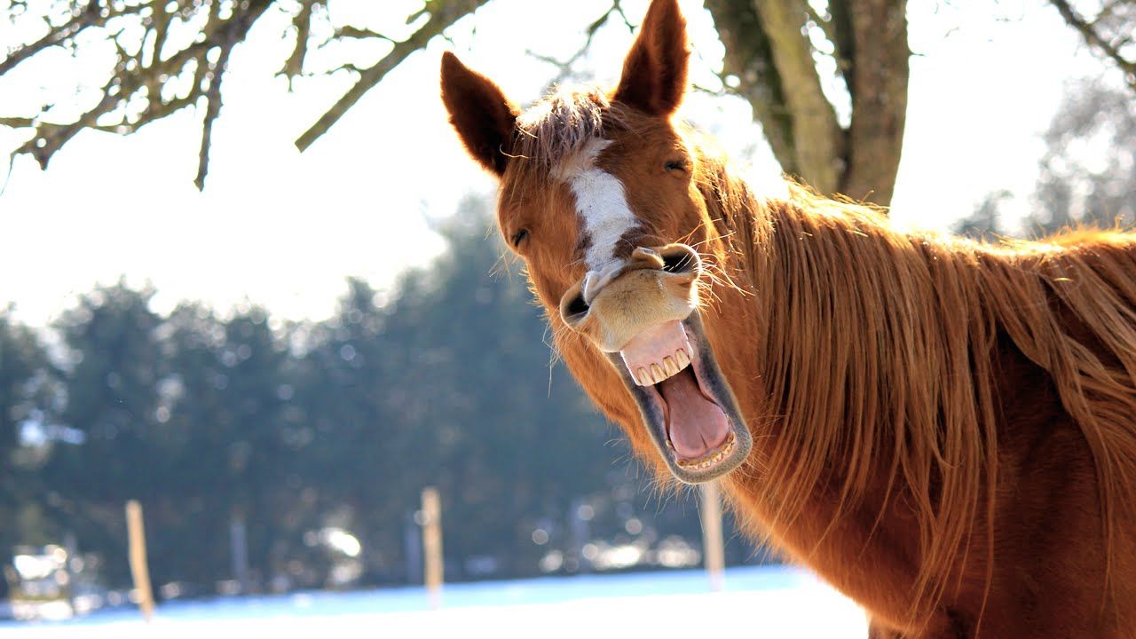 When Horses Have a Sense of Humor: The Funniest Equine Moments Caught on Camera