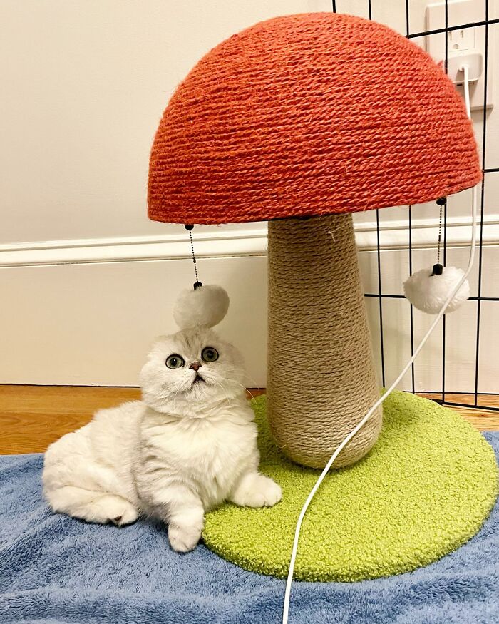 Mochi: The Resilient Munchkin Cat Who Overcame Adversity and Found a Loving Home Despite Losing Her Limbs and Ears. - yeudon