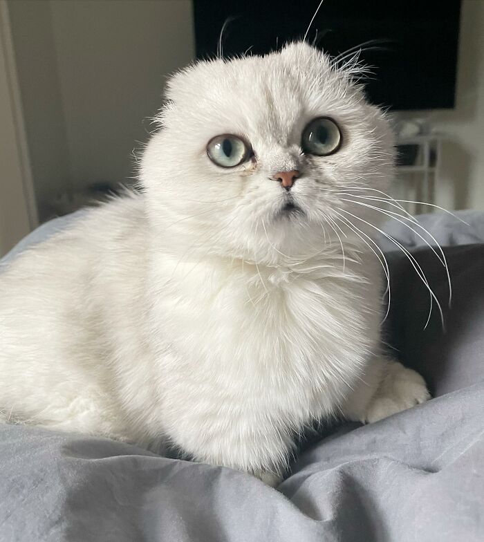 Mochi: The Resilient Munchkin Cat Who Overcame Adversity and Found a Loving Home Despite Losing Her Limbs and Ears. - yeudon