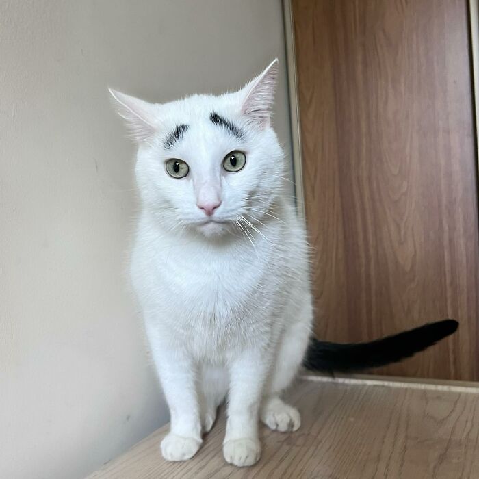 Introducing Hénri: The Viral Cat Sporting Eyebrows That Set Him Apart - yeudon