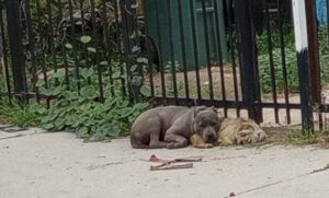 Thrown away like trash: Bonded and loyal dogs snuggled together in the cold waiting for their family to return