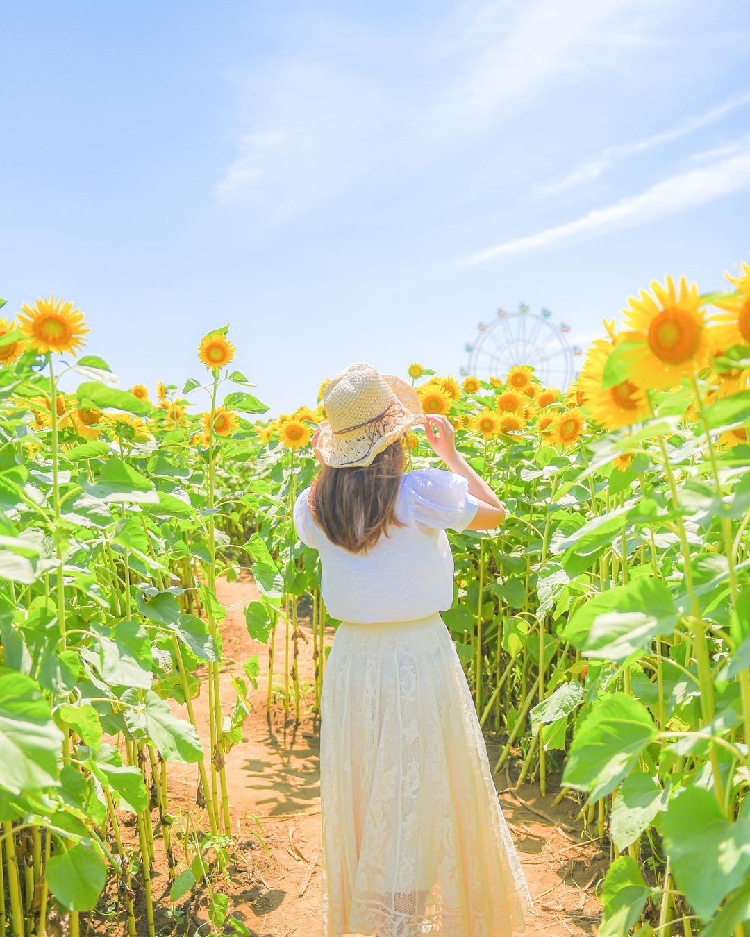 Golden Elegance: The Sunflower Spectacle Of Nagai Uminote Park Soleil Hill, Japan - Nature and Life
