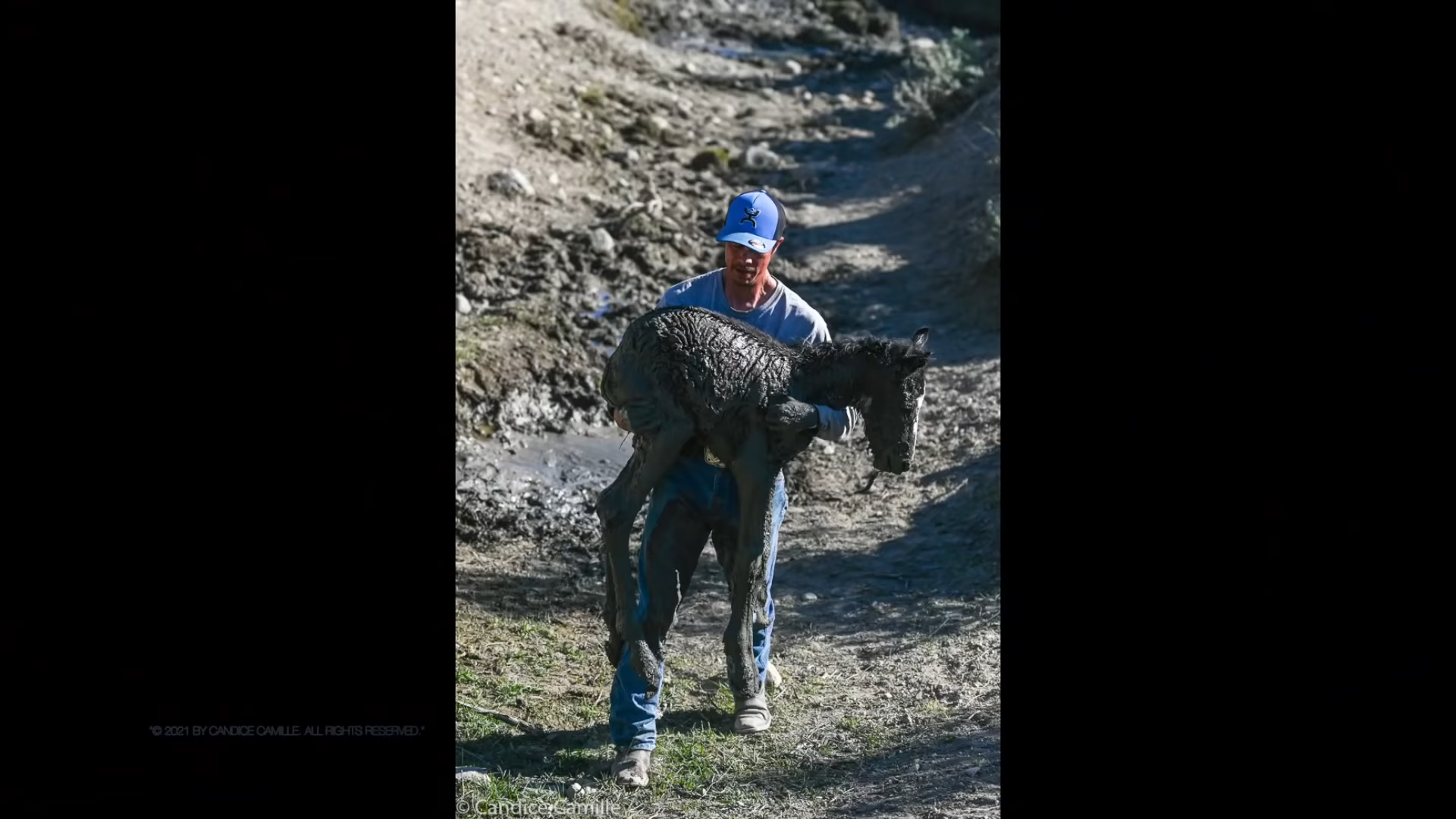 Against All Odds: Heartwarming Saga of Saving a Stranded Wild Foal