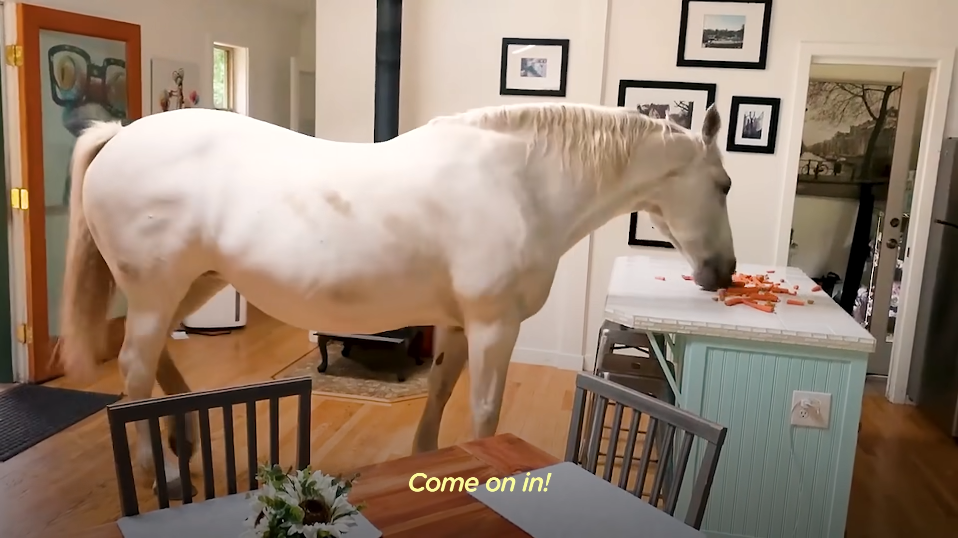 The Extraordinary Tale of a House-Invading Horse: A Story of Freedom and Friendship