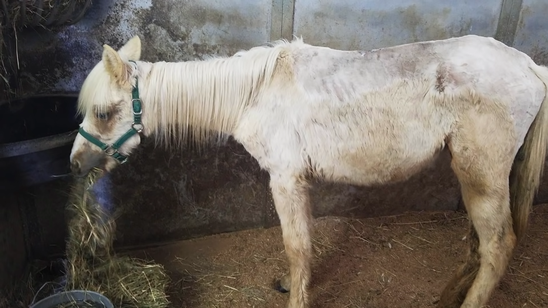 Sansa's Journey: The Most Incredible Horse Rescue and Recovery Story You Will Ever Witness