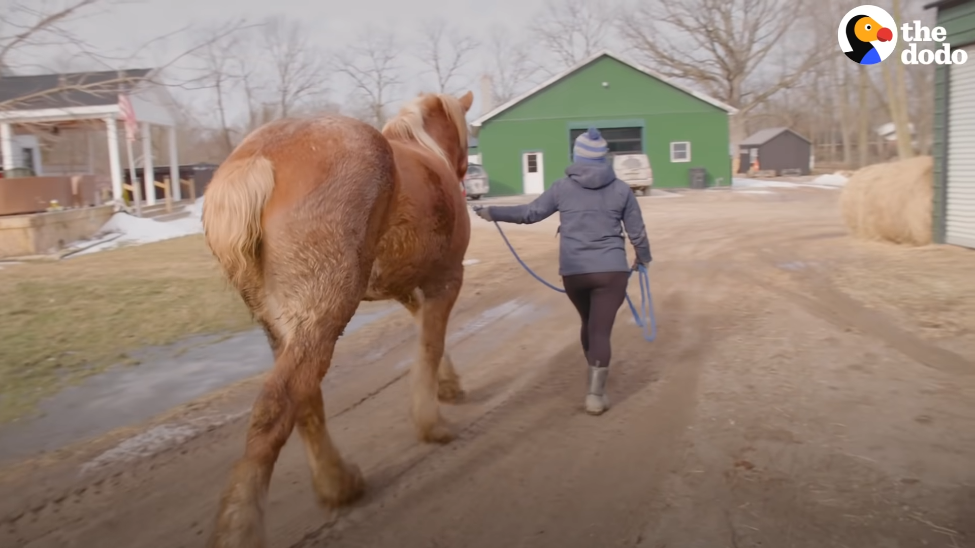 A Heartwarming Journey: From Fear to Love - The Tale of a Rescued Horse