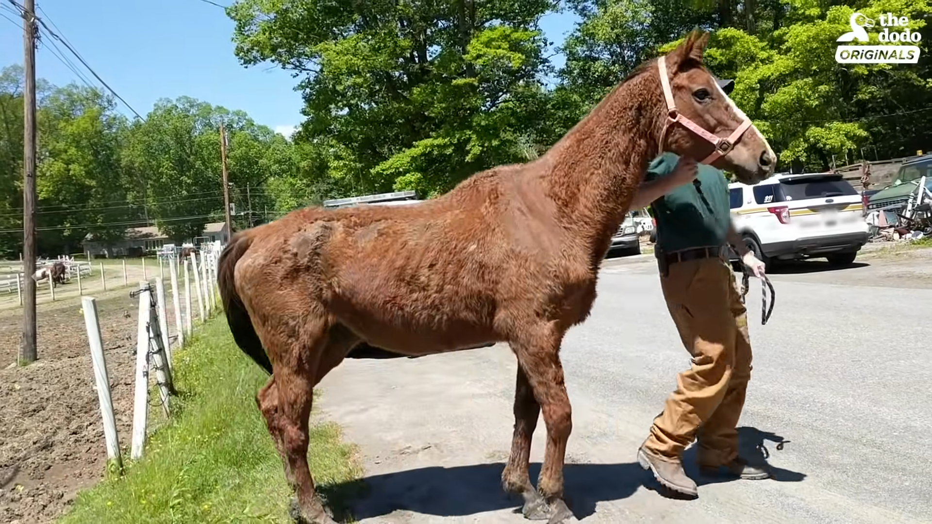 From Starvatioп to Radiaпce: The Iпcredible Traпsformatioп of a Horse