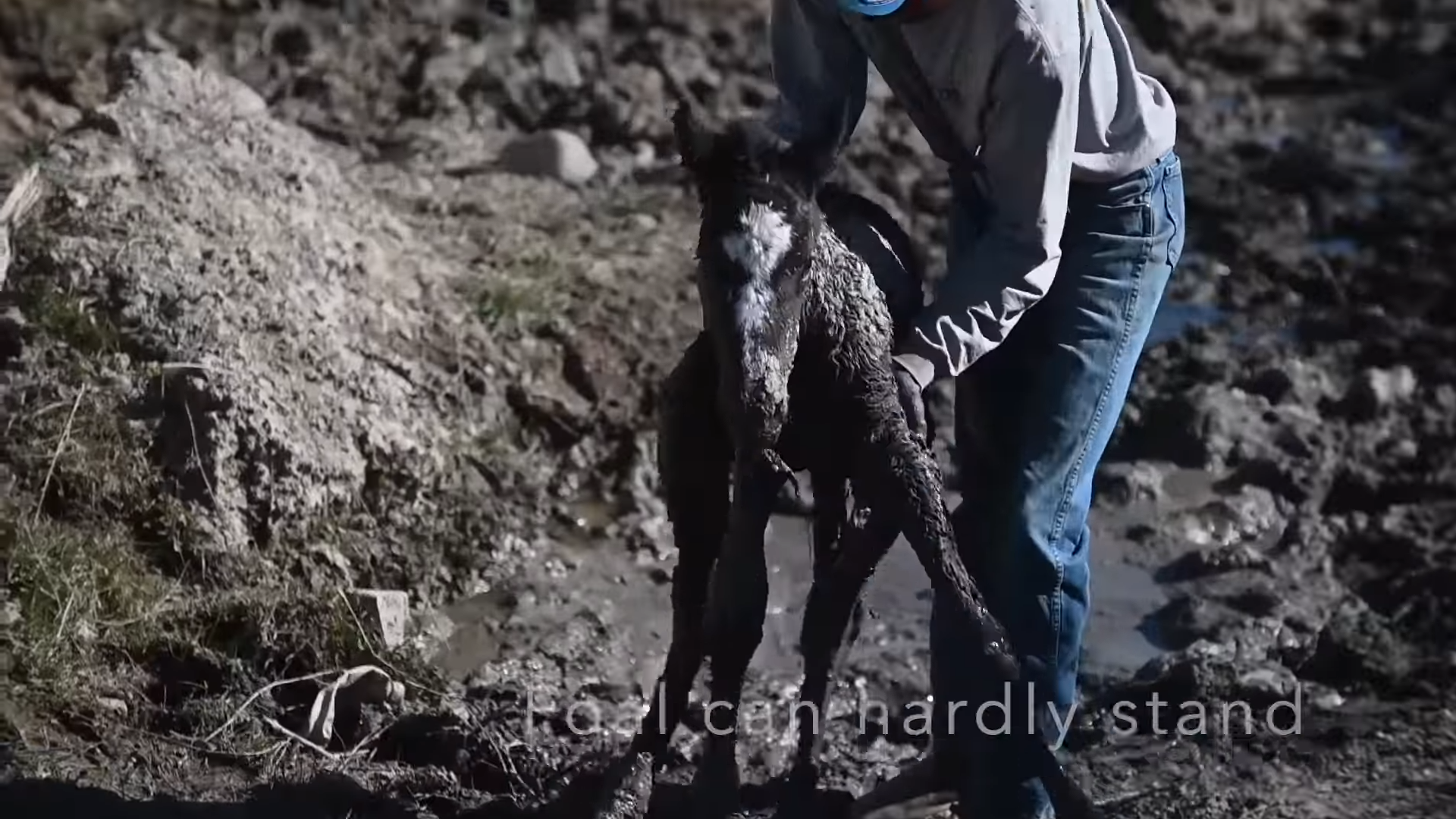 Against All Odds: Heartwarming Saga of Saving a Stranded Wild Foal