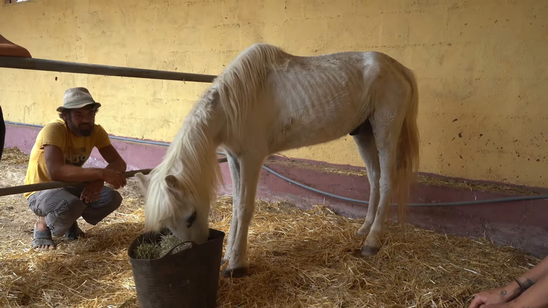 A Heartbreaking Tale: The Saga of a Skinny and Sick Horse's Fight for Survival