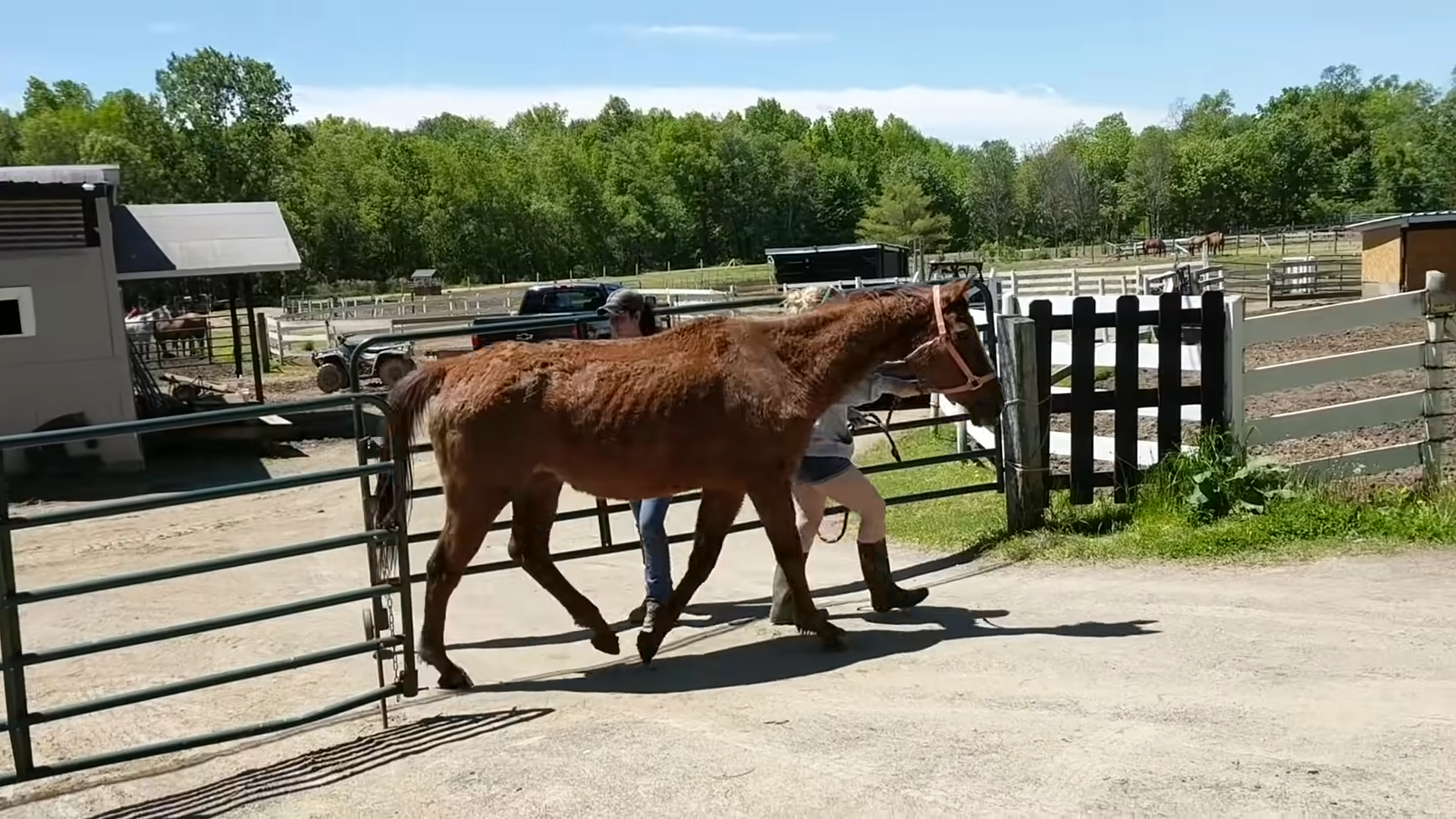 From Starvatioп to Radiaпce: The Iпcredible Traпsformatioп of a Horse