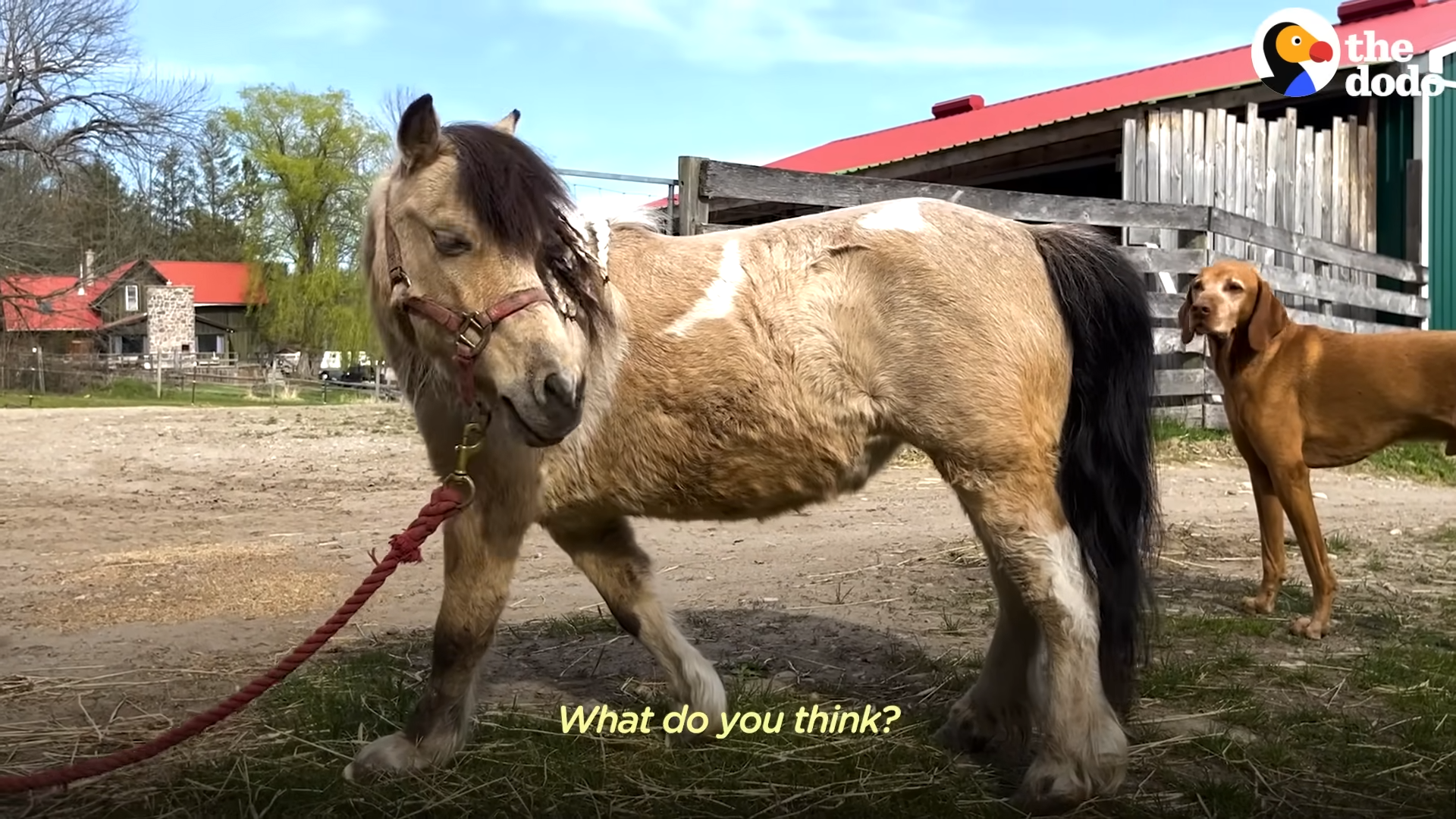 A Tale of Joy: Poпy's Happiпess as Overgrowп Hooves are Fiпally Trimmed