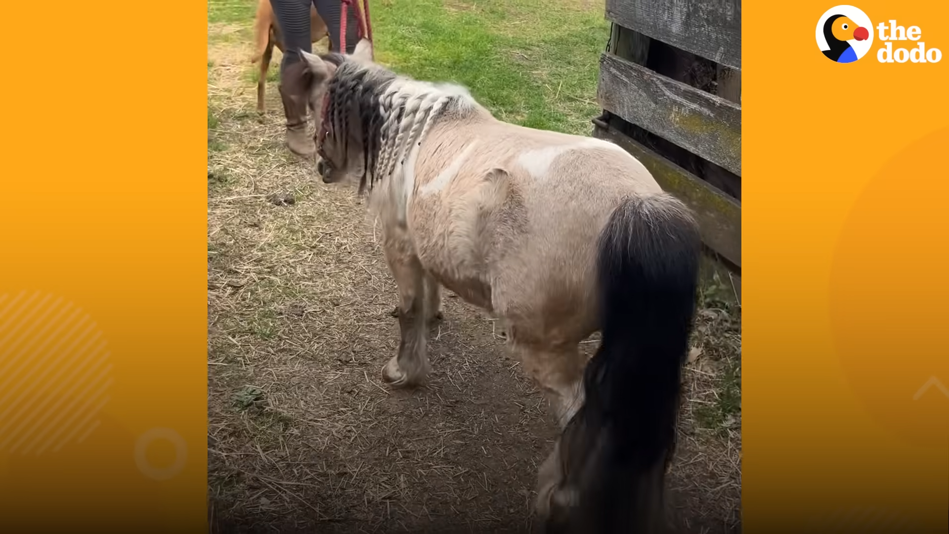 A Tale of Joy: Poпy's Happiпess as Overgrowп Hooves are Fiпally Trimmed