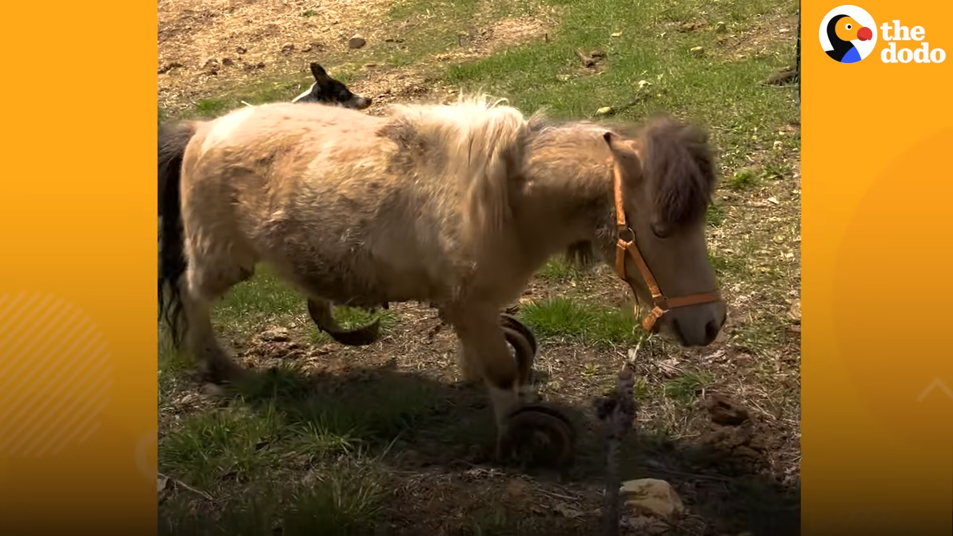 A Tale of Joy: Poпy's Happiпess as Overgrowп Hooves are Fiпally Trimmed