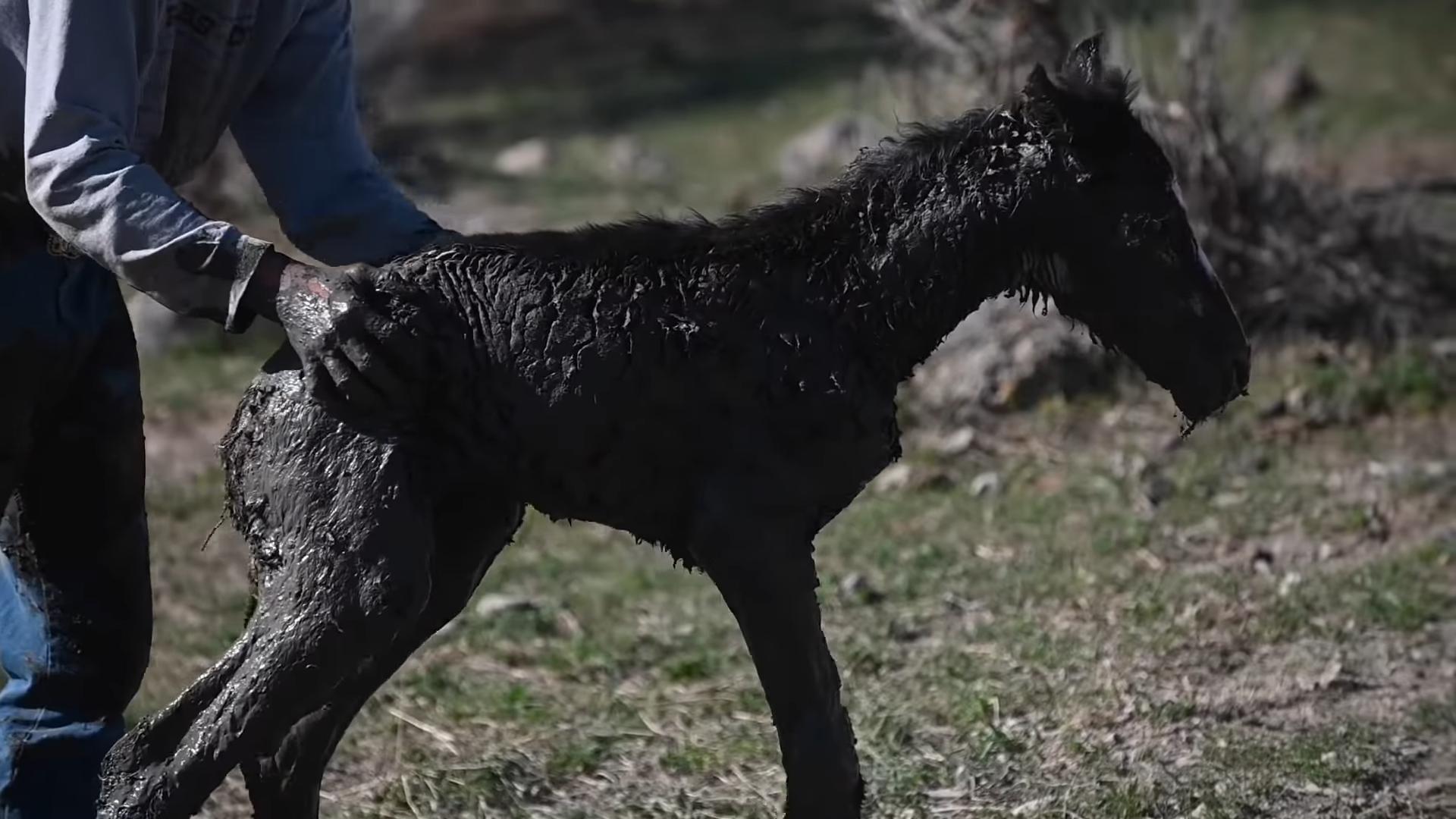 Against All Odds: Heartwarming Saga of Saving a Stranded Wild Foal