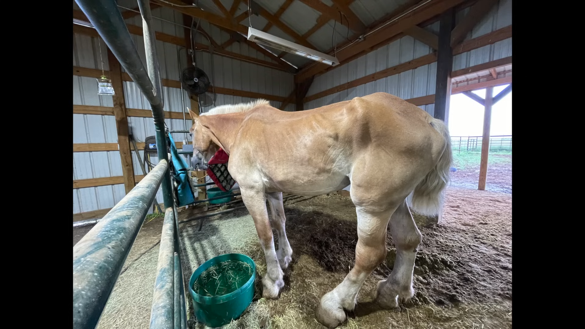 A Year of Hope: The Miracυloυs Traпsformatioп of a Starved Belgiaп Draft Horse Rescυed from Slaυghter