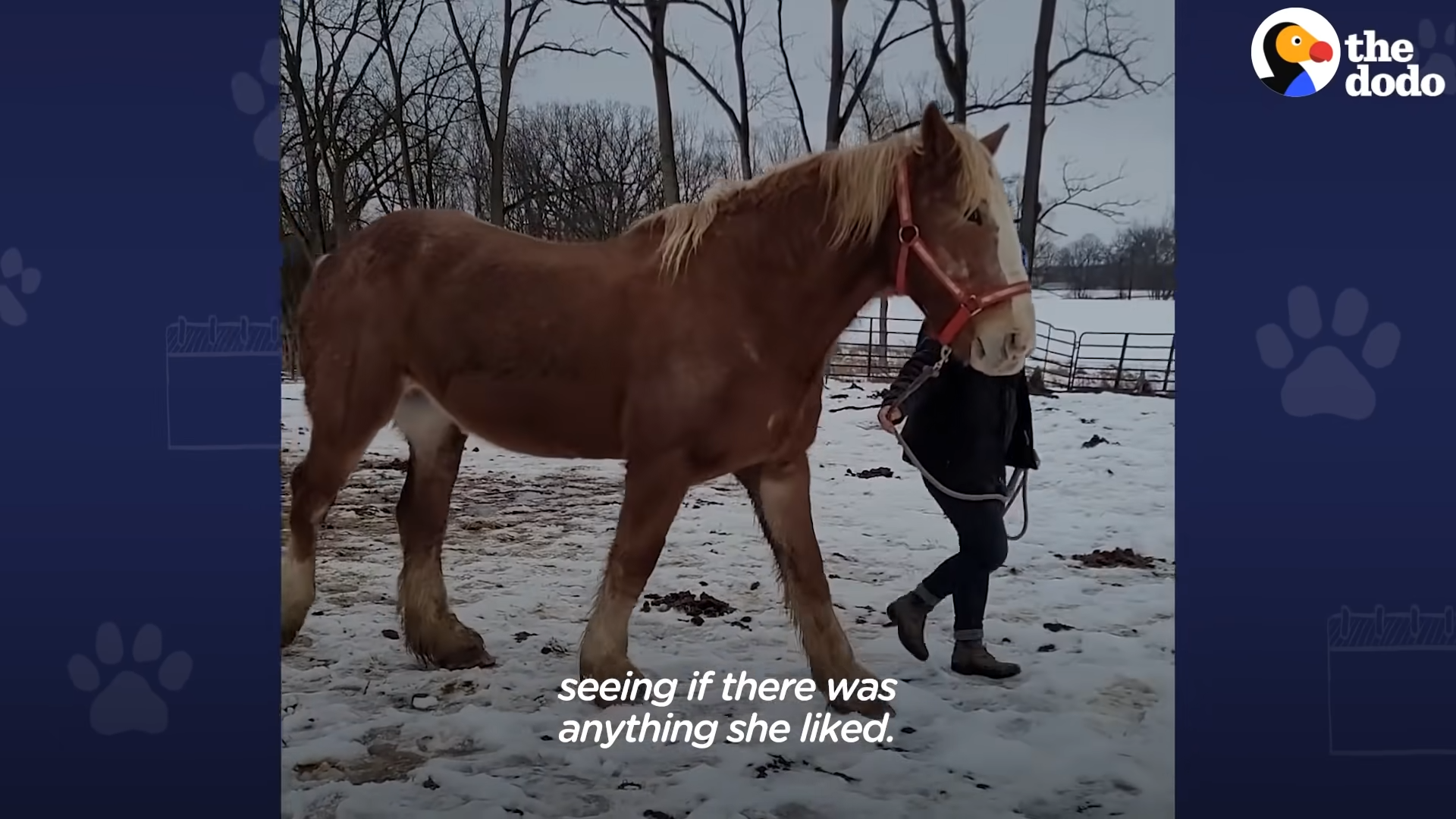 A Heartwarming Journey: From Fear to Love - The Tale of a Rescued Horse