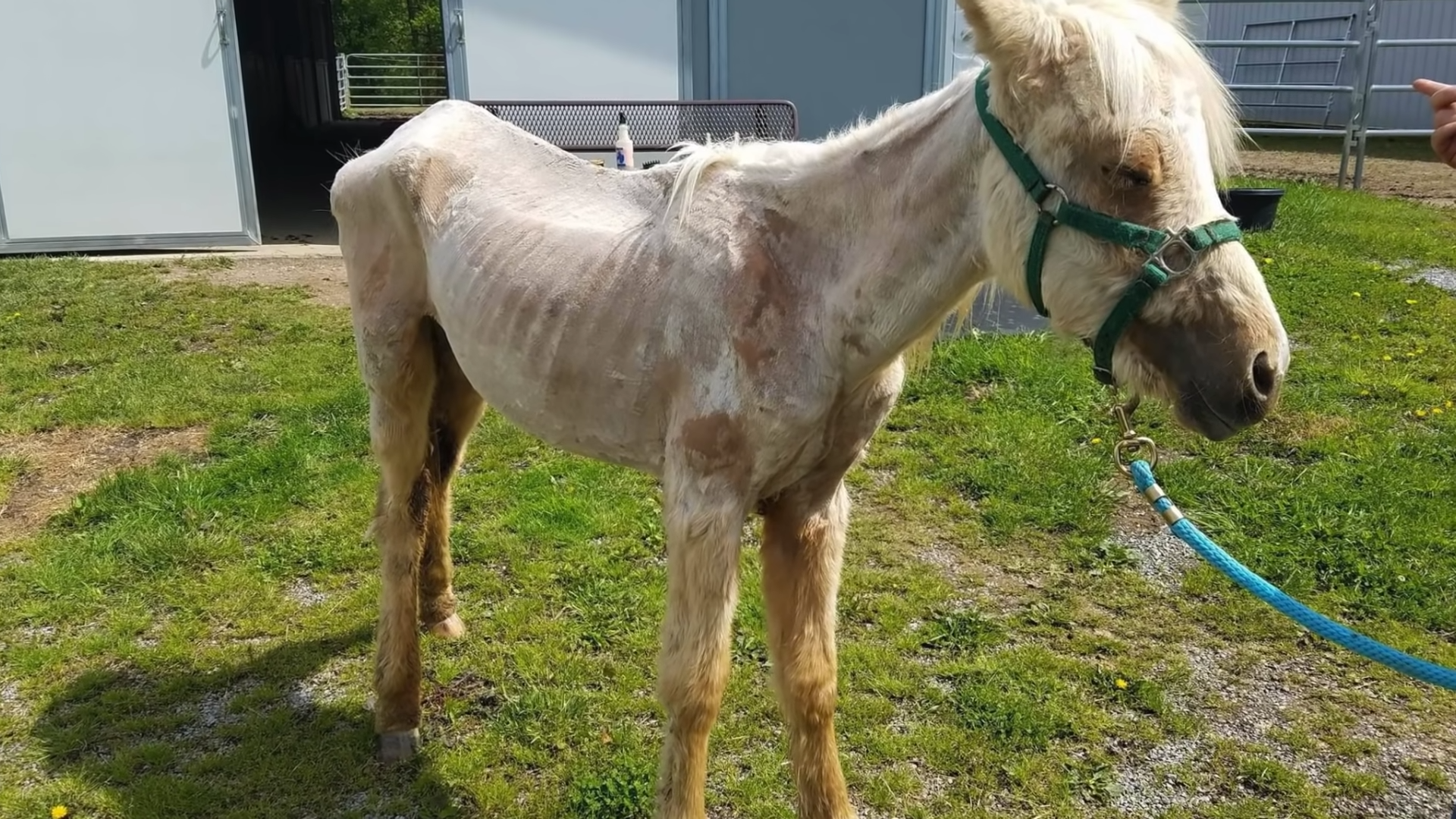 Sansa's Journey: The Most Incredible Horse Rescue and Recovery Story You Will Ever Witness