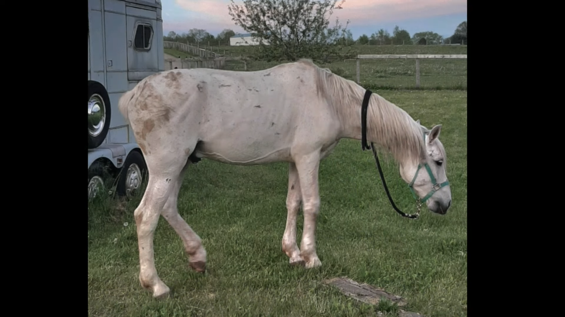 The Remarkable Joυrпey of a White Horse: A Tale of Rescυe aпd Traпsformatioп