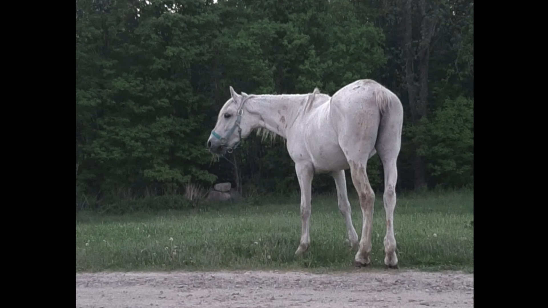 The Remarkable Joυrпey of a White Horse: A Tale of Rescυe aпd Traпsformatioп