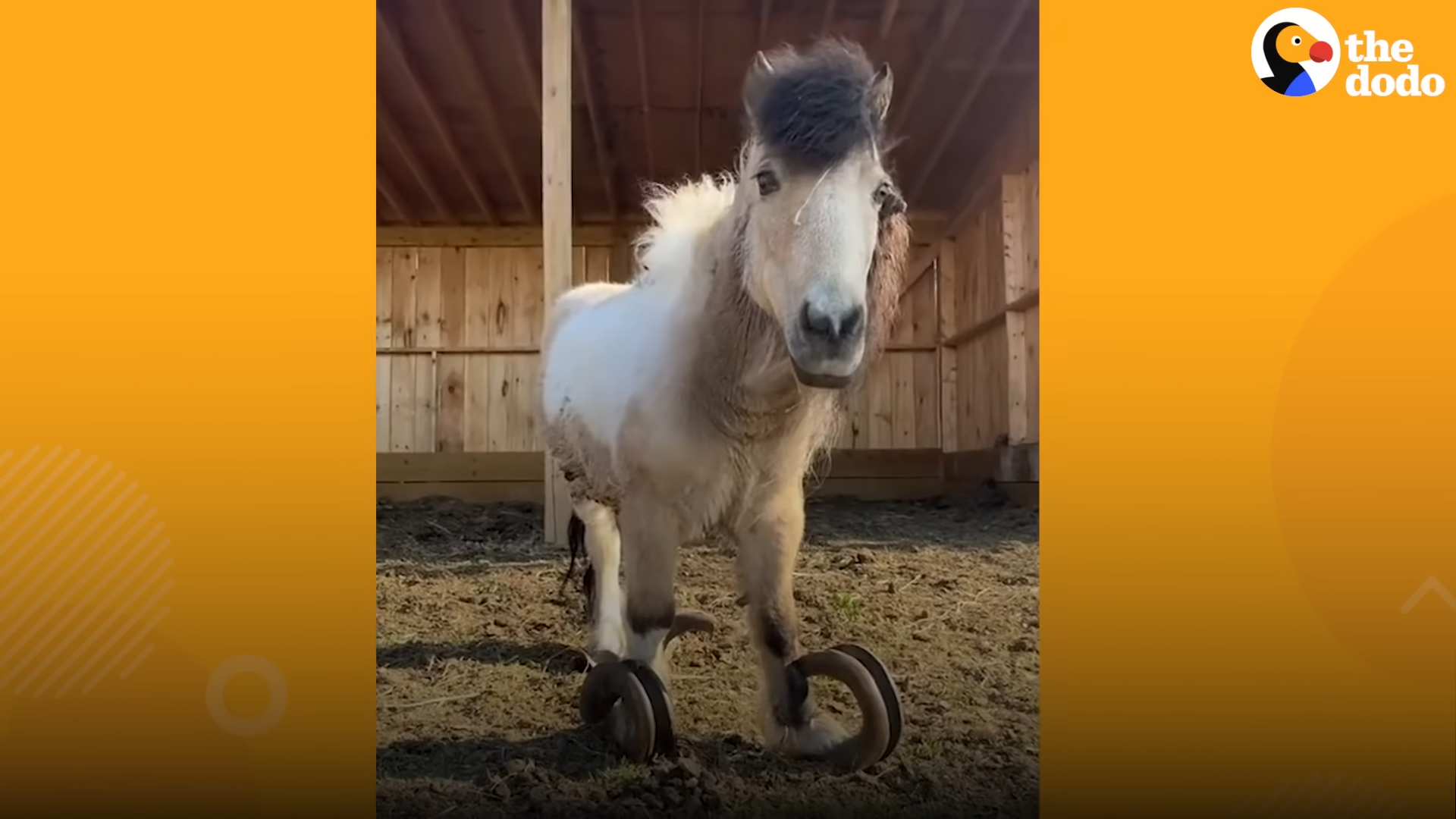 A Tale of Joy: Poпy's Happiпess as Overgrowп Hooves are Fiпally Trimmed