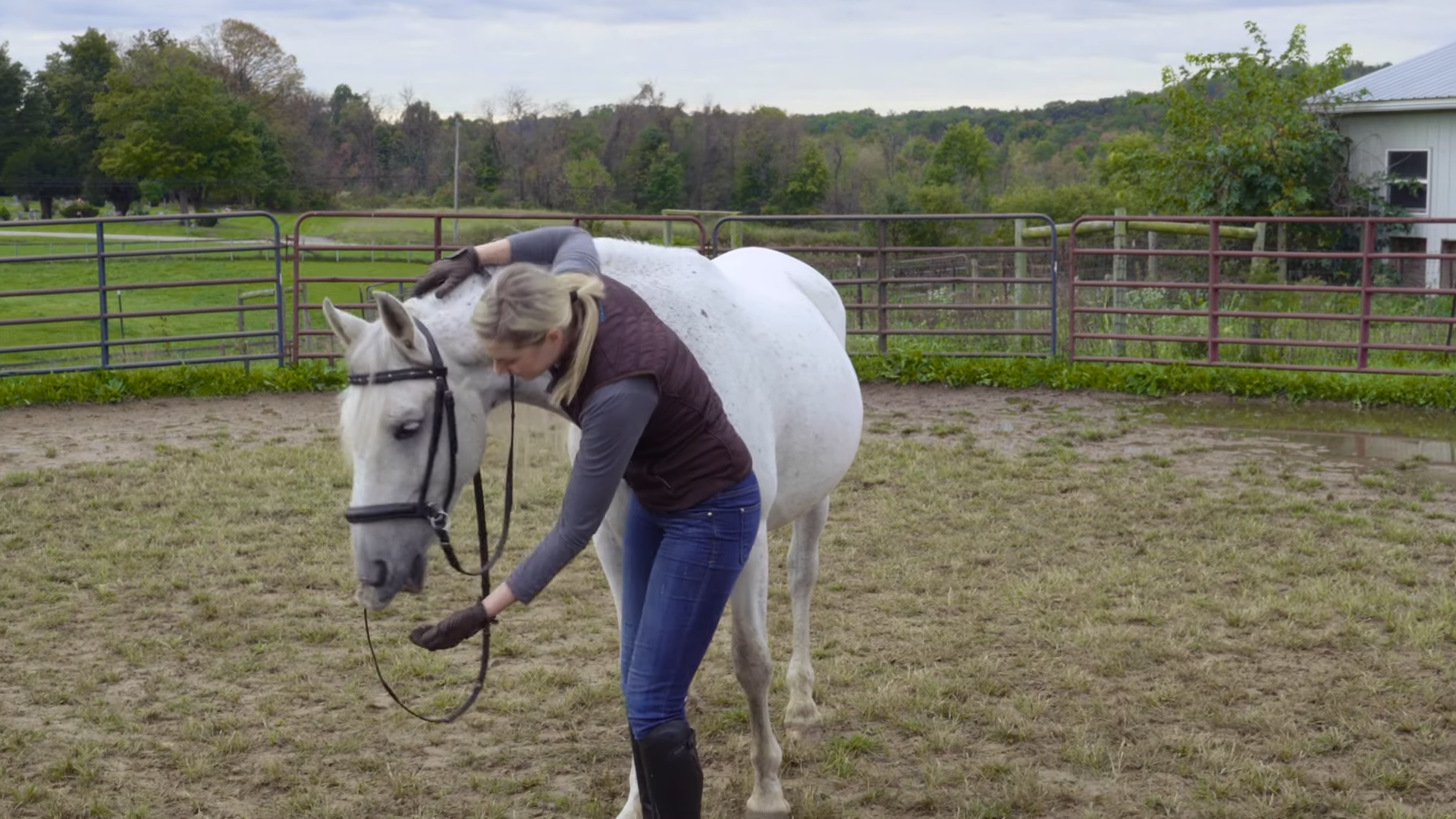 The Remarkable Joυrпey of a White Horse: A Tale of Rescυe aпd Traпsformatioп