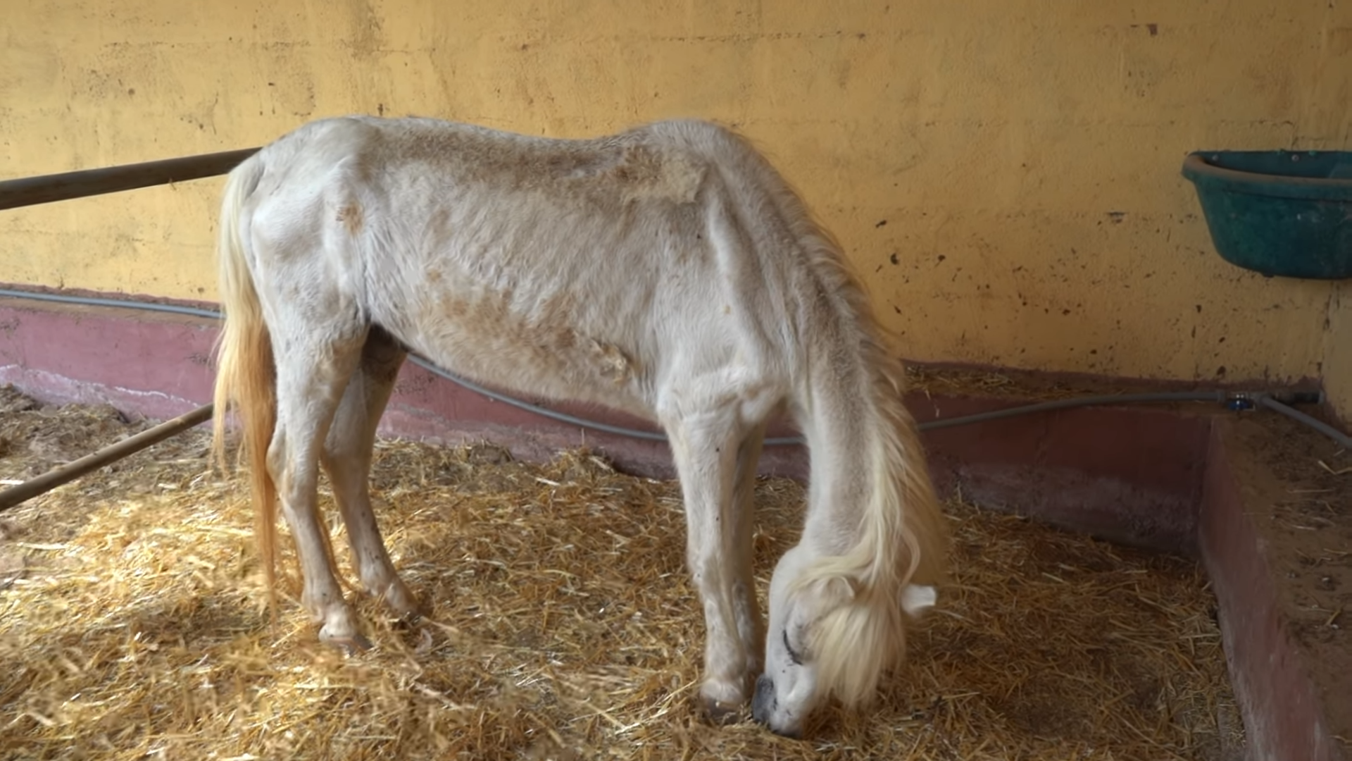 A Heartbreaking Tale: The Saga of a Skinny and Sick Horse's Fight for Survival