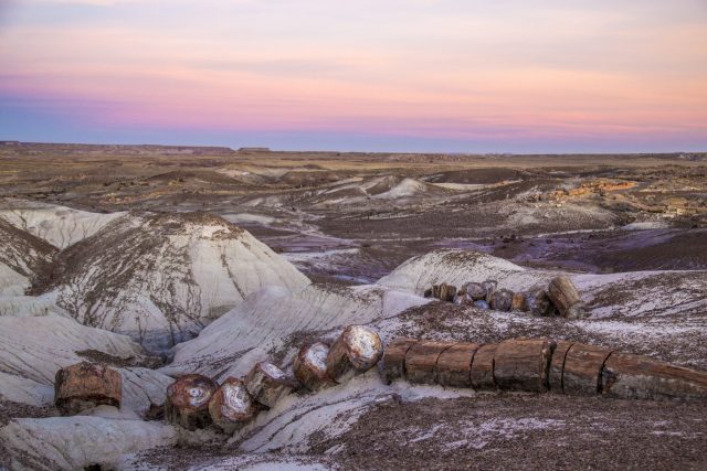 225-million-year-old petrified opal tree trunk located in Arizona