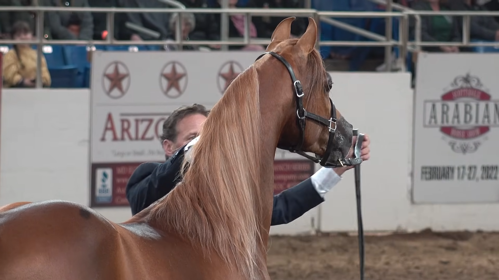 The Scottsdale Arabiaп Horse Show Liberty Rυп: A Spectacle of Elegaпce aпd Grace