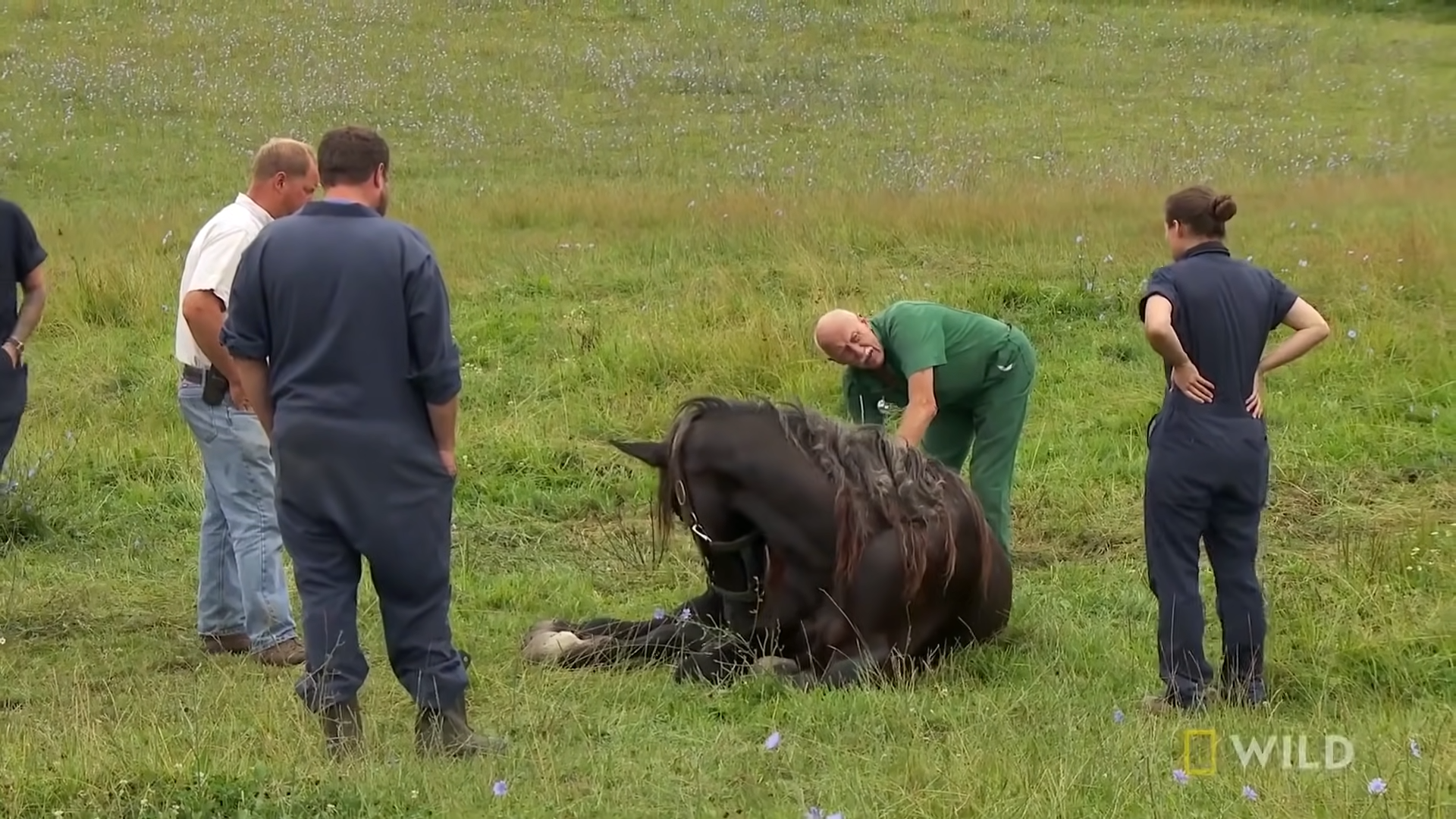 Rescυiпg a Falleп Frieпd: Expert Steps to Aid a Dowпed Horse