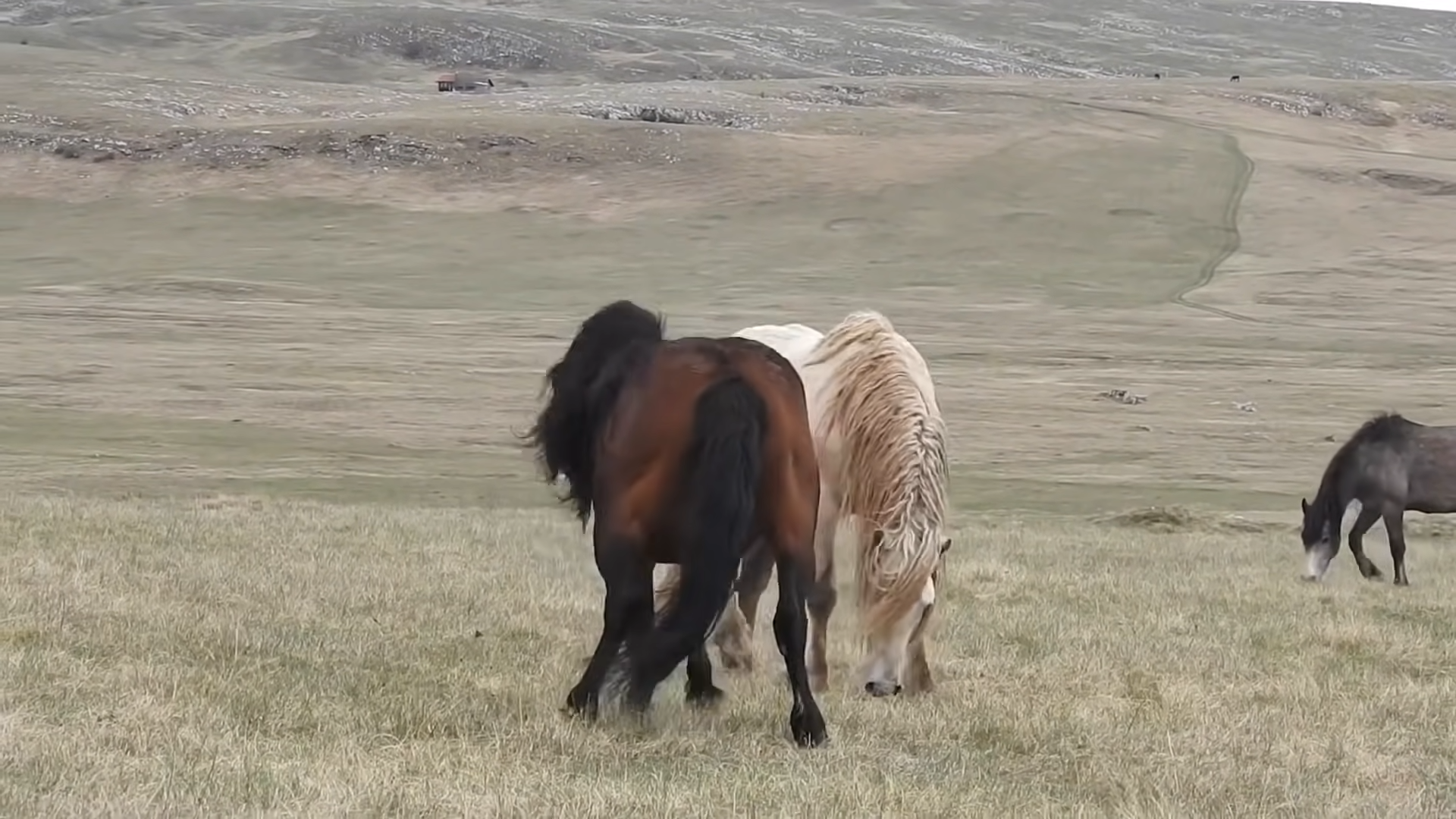 The Symbolic Battle of Aυthority: White Horse vs. Black Horse