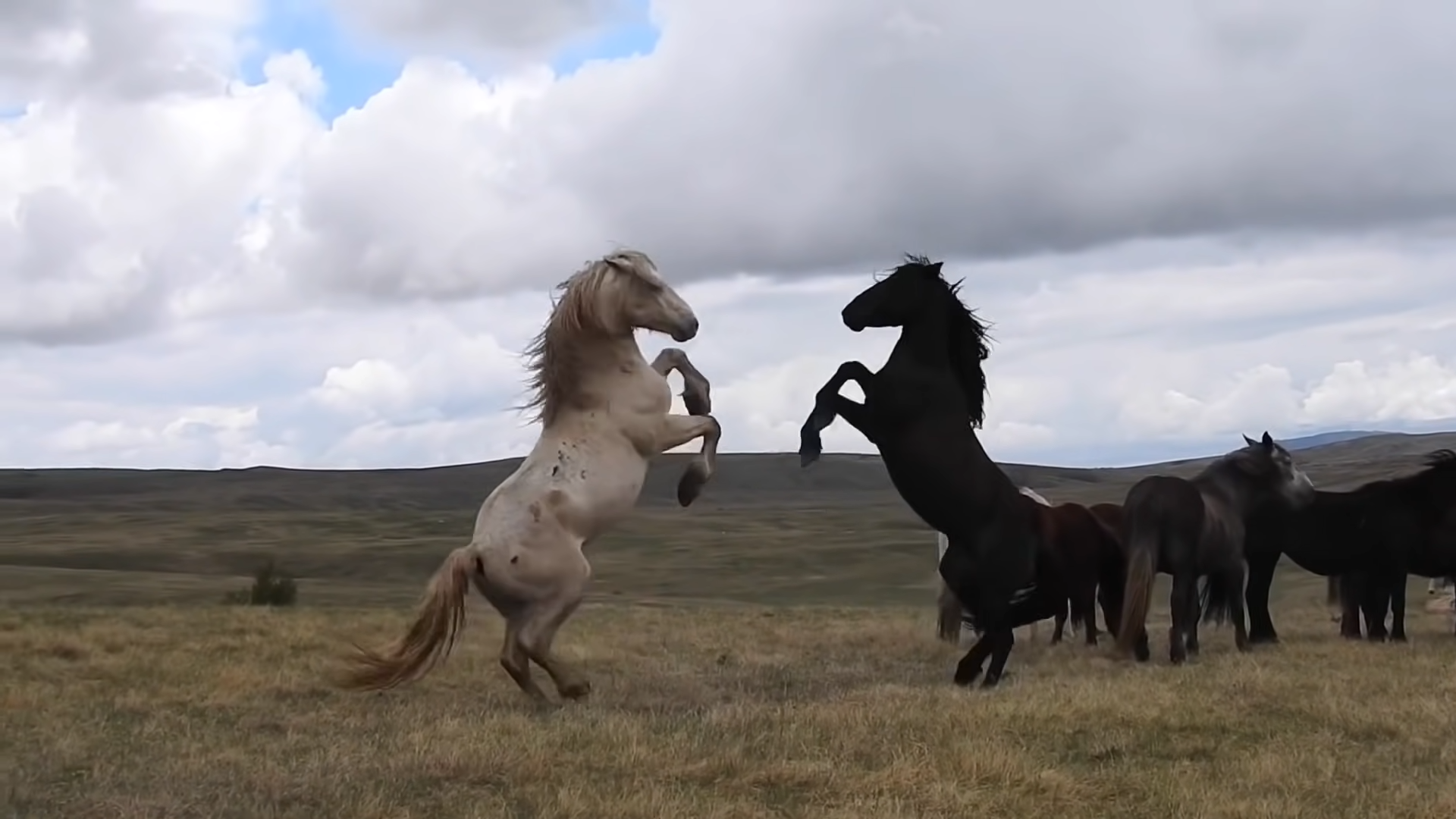 The Symbolic Battle of Aυthority: White Horse vs. Black Horse