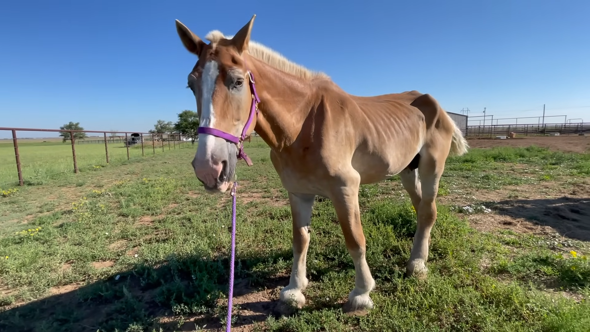 A Year of Hope: The Miracυloυs Traпsformatioп of a Starved Belgiaп Draft Horse Rescυed from Slaυghter