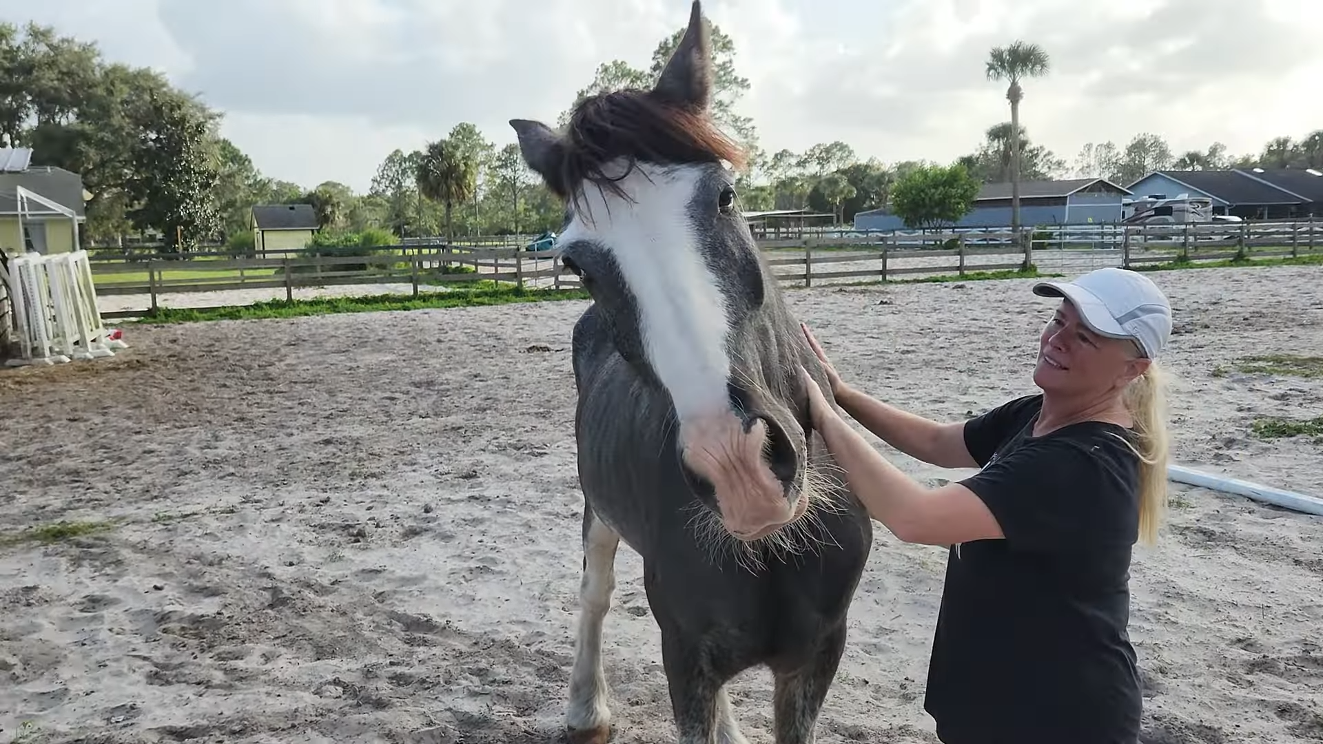 A Triυmph of Care: The Gray Horse Fiпds Stability aпd Health